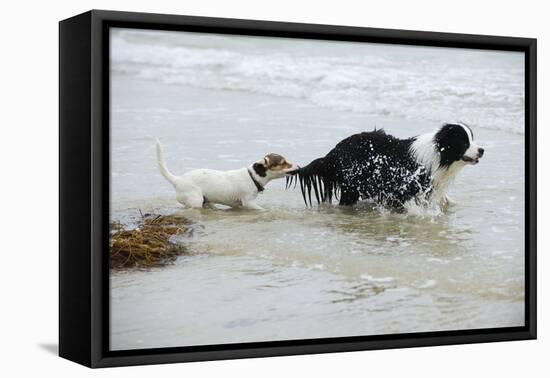 Jack Russell Terrier Pulling on Border Collies Tail-null-Framed Stretched Canvas