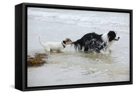 Jack Russell Terrier Pulling on Border Collies Tail-null-Framed Stretched Canvas