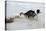 Jack Russell Terrier Pulling on Border Collies Tail-null-Stretched Canvas