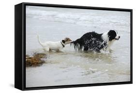 Jack Russell Terrier Pulling on Border Collies Tail-null-Framed Stretched Canvas