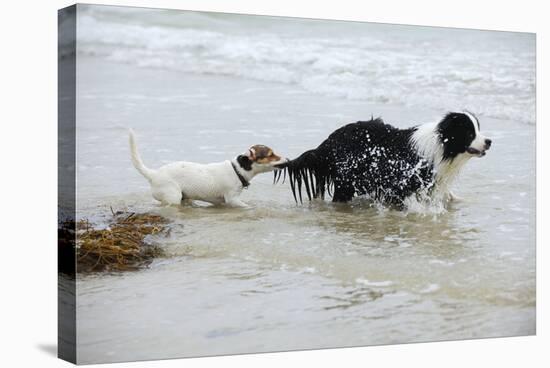 Jack Russell Terrier Pulling on Border Collies Tail-null-Stretched Canvas