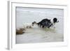 Jack Russell Terrier Pulling on Border Collies Tail-null-Framed Photographic Print