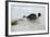 Jack Russell Terrier Pulling on Border Collies Tail-null-Framed Photographic Print