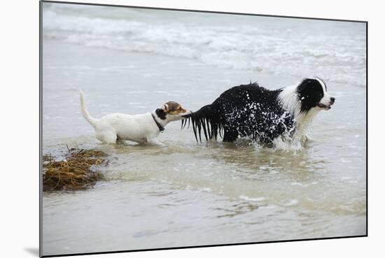 Jack Russell Terrier Pulling on Border Collies Tail-null-Mounted Photographic Print