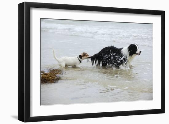 Jack Russell Terrier Pulling on Border Collies Tail-null-Framed Photographic Print