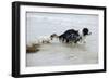 Jack Russell Terrier Pulling on Border Collies Tail-null-Framed Photographic Print