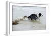 Jack Russell Terrier Pulling on Border Collies Tail-null-Framed Photographic Print