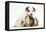 Jack Russell Terrier Puppy, 4 Weeks and Guinea Pig-Mark Taylor-Framed Stretched Canvas