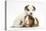 Jack Russell Terrier Puppy, 4 Weeks and Guinea Pig-Mark Taylor-Stretched Canvas