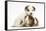 Jack Russell Terrier Puppy, 4 Weeks and Guinea Pig-Mark Taylor-Framed Stretched Canvas
