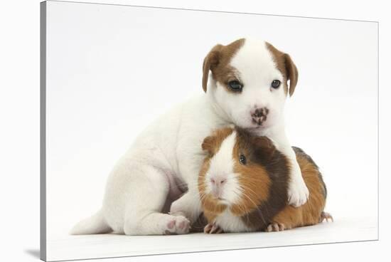 Jack Russell Terrier Puppy, 4 Weeks and Guinea Pig-Mark Taylor-Stretched Canvas