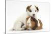 Jack Russell Terrier Puppy, 4 Weeks and Guinea Pig-Mark Taylor-Stretched Canvas