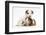 Jack Russell Terrier Puppy, 4 Weeks and Guinea Pig-Mark Taylor-Framed Photographic Print