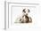 Jack Russell Terrier Puppy, 4 Weeks and Guinea Pig-Mark Taylor-Framed Photographic Print