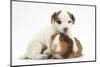 Jack Russell Terrier Puppy, 4 Weeks and Guinea Pig-Mark Taylor-Mounted Photographic Print