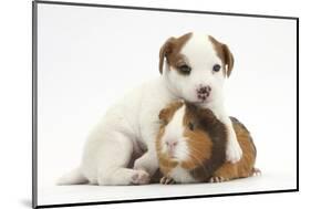 Jack Russell Terrier Puppy, 4 Weeks and Guinea Pig-Mark Taylor-Mounted Photographic Print