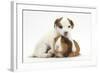 Jack Russell Terrier Puppy, 4 Weeks and Guinea Pig-Mark Taylor-Framed Photographic Print