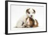 Jack Russell Terrier Puppy, 4 Weeks and Guinea Pig-Mark Taylor-Framed Photographic Print