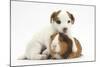 Jack Russell Terrier Puppy, 4 Weeks and Guinea Pig-Mark Taylor-Mounted Photographic Print