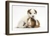 Jack Russell Terrier Puppy, 4 Weeks and Guinea Pig-Mark Taylor-Framed Photographic Print