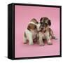 Jack Russell Terrier Puppy and Saluki Puppy-null-Framed Stretched Canvas