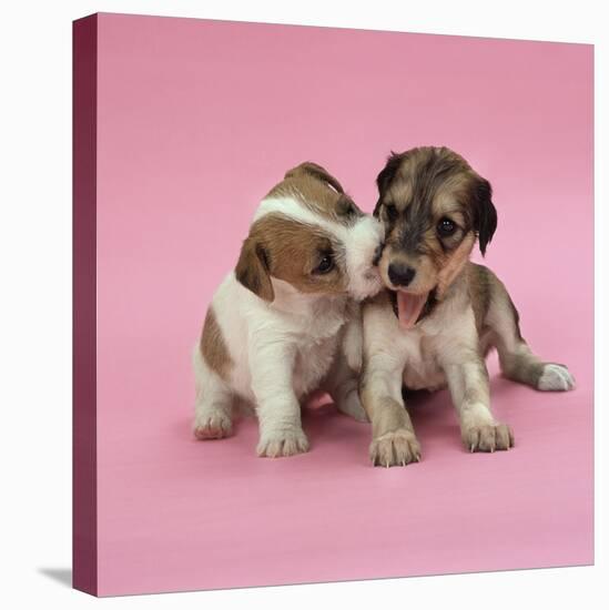 Jack Russell Terrier Puppy and Saluki Puppy-null-Stretched Canvas