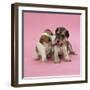 Jack Russell Terrier Puppy and Saluki Puppy-null-Framed Photographic Print