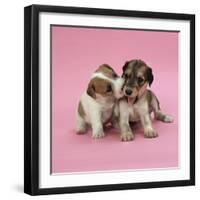 Jack Russell Terrier Puppy and Saluki Puppy-null-Framed Photographic Print