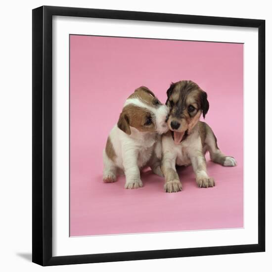 Jack Russell Terrier Puppy and Saluki Puppy-null-Framed Photographic Print