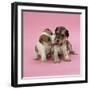 Jack Russell Terrier Puppy and Saluki Puppy-null-Framed Photographic Print