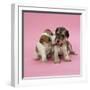 Jack Russell Terrier Puppy and Saluki Puppy-null-Framed Photographic Print