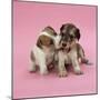 Jack Russell Terrier Puppy and Saluki Puppy-null-Mounted Photographic Print