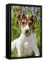 Jack Russell Terrier Puppy in Bluebells-null-Framed Stretched Canvas