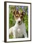 Jack Russell Terrier Puppy in Bluebells-null-Framed Photographic Print