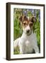 Jack Russell Terrier Puppy in Bluebells-null-Framed Photographic Print