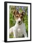 Jack Russell Terrier Puppy in Bluebells-null-Framed Photographic Print