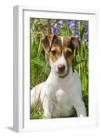 Jack Russell Terrier Puppy in Bluebells-null-Framed Photographic Print