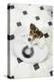Jack Russell Terrier Puppy on Bathroom Scales-null-Stretched Canvas