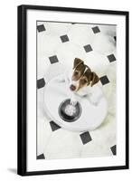 Jack Russell Terrier Puppy on Bathroom Scales-null-Framed Photographic Print