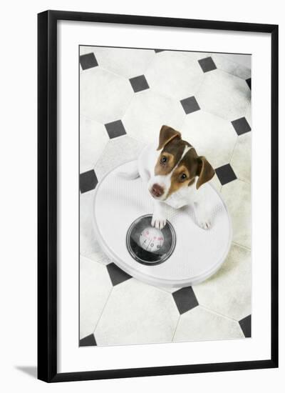 Jack Russell Terrier Puppy on Bathroom Scales-null-Framed Photographic Print