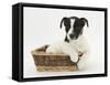 Jack Russell Terrier Puppy, Ruby, 9 Weeks, in a Wicker Basket-Mark Taylor-Framed Stretched Canvas