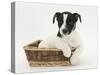 Jack Russell Terrier Puppy, Ruby, 9 Weeks, in a Wicker Basket-Mark Taylor-Stretched Canvas