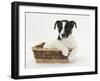 Jack Russell Terrier Puppy, Ruby, 9 Weeks, in a Wicker Basket-Mark Taylor-Framed Photographic Print