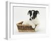 Jack Russell Terrier Puppy, Ruby, 9 Weeks, in a Wicker Basket-Mark Taylor-Framed Photographic Print