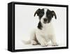 Jack Russell Terrier Puppy, Ruby, 9 Weeks Old, Sitting-Mark Taylor-Framed Stretched Canvas