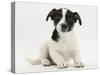 Jack Russell Terrier Puppy, Ruby, 9 Weeks Old, Sitting-Mark Taylor-Stretched Canvas