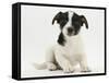 Jack Russell Terrier Puppy, Ruby, 9 Weeks Old, Sitting-Mark Taylor-Framed Stretched Canvas