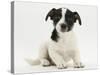 Jack Russell Terrier Puppy, Ruby, 9 Weeks Old, Sitting-Mark Taylor-Stretched Canvas