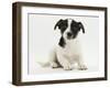 Jack Russell Terrier Puppy, Ruby, 9 Weeks Old, Sitting-Mark Taylor-Framed Photographic Print