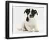 Jack Russell Terrier Puppy, Ruby, 9 Weeks Old, Sitting-Mark Taylor-Framed Photographic Print